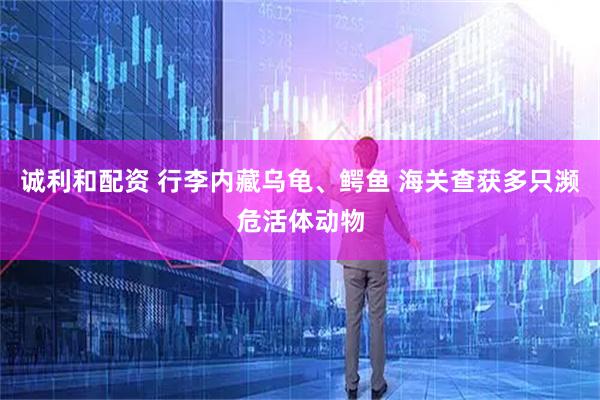 诚利和配资 行李内藏乌龟、鳄鱼 海关查获多只濒危活体动物